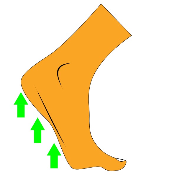 Heel Raise Exercise For Flat Feet